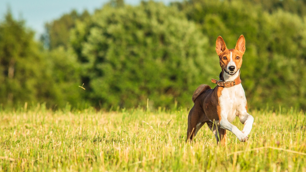 basenji-7043689_1280