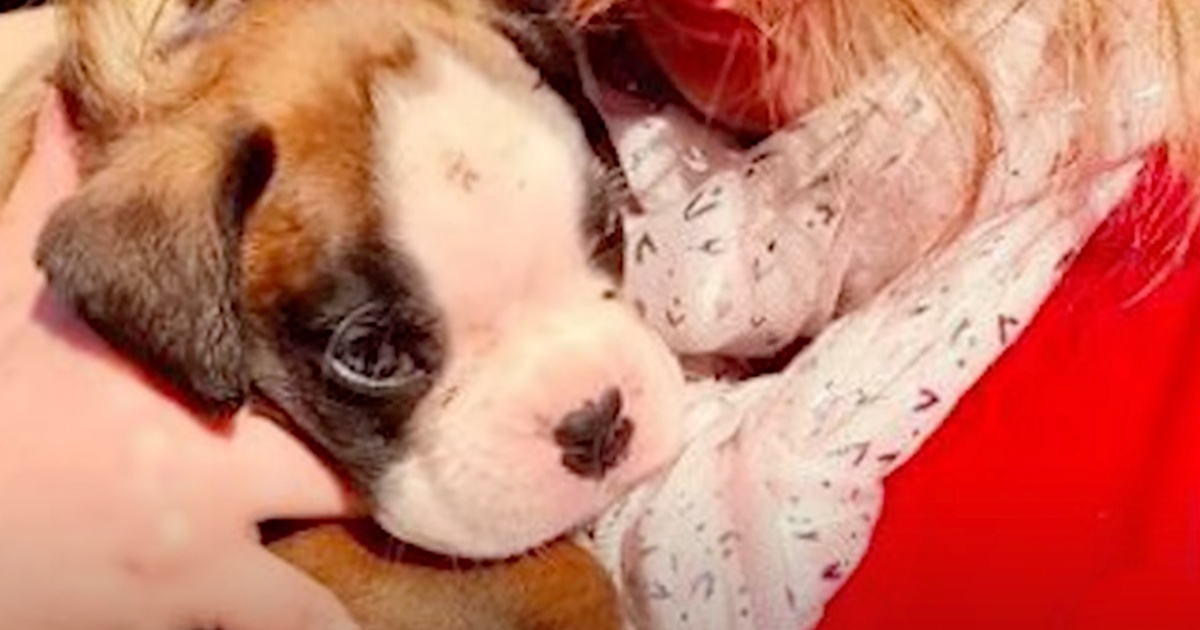 Couple Taking Out Trash Finds Puppy In Smashed Up Cardboard Box