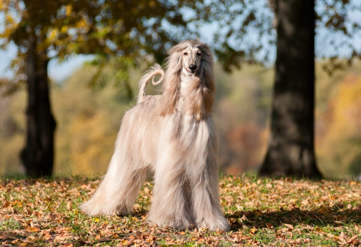 Male & Female Afghan Hound Weights & Heights by Age