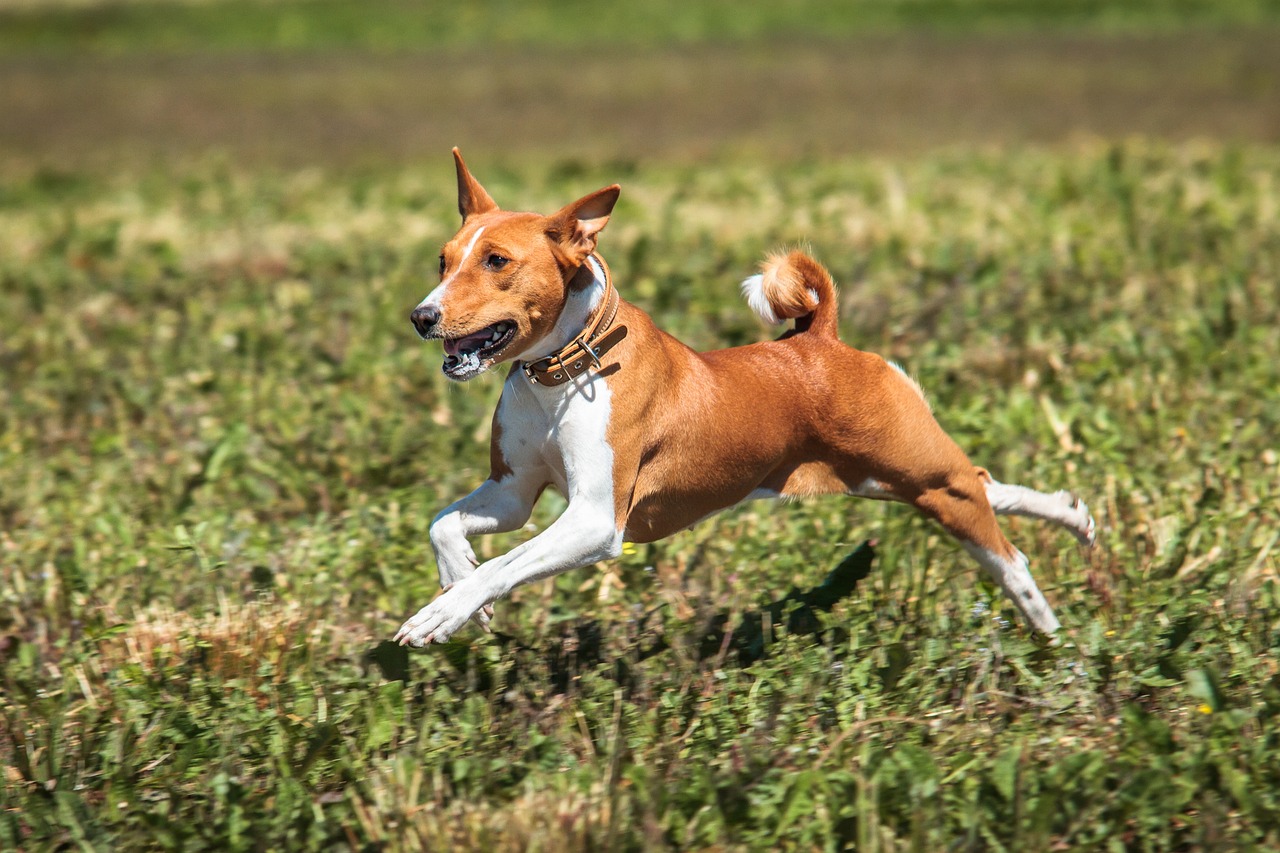 basenji-7043688_1280 (1)