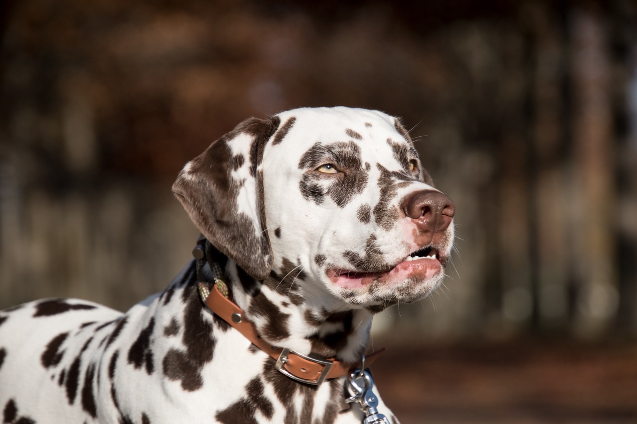 dalmatian-5753305_1280