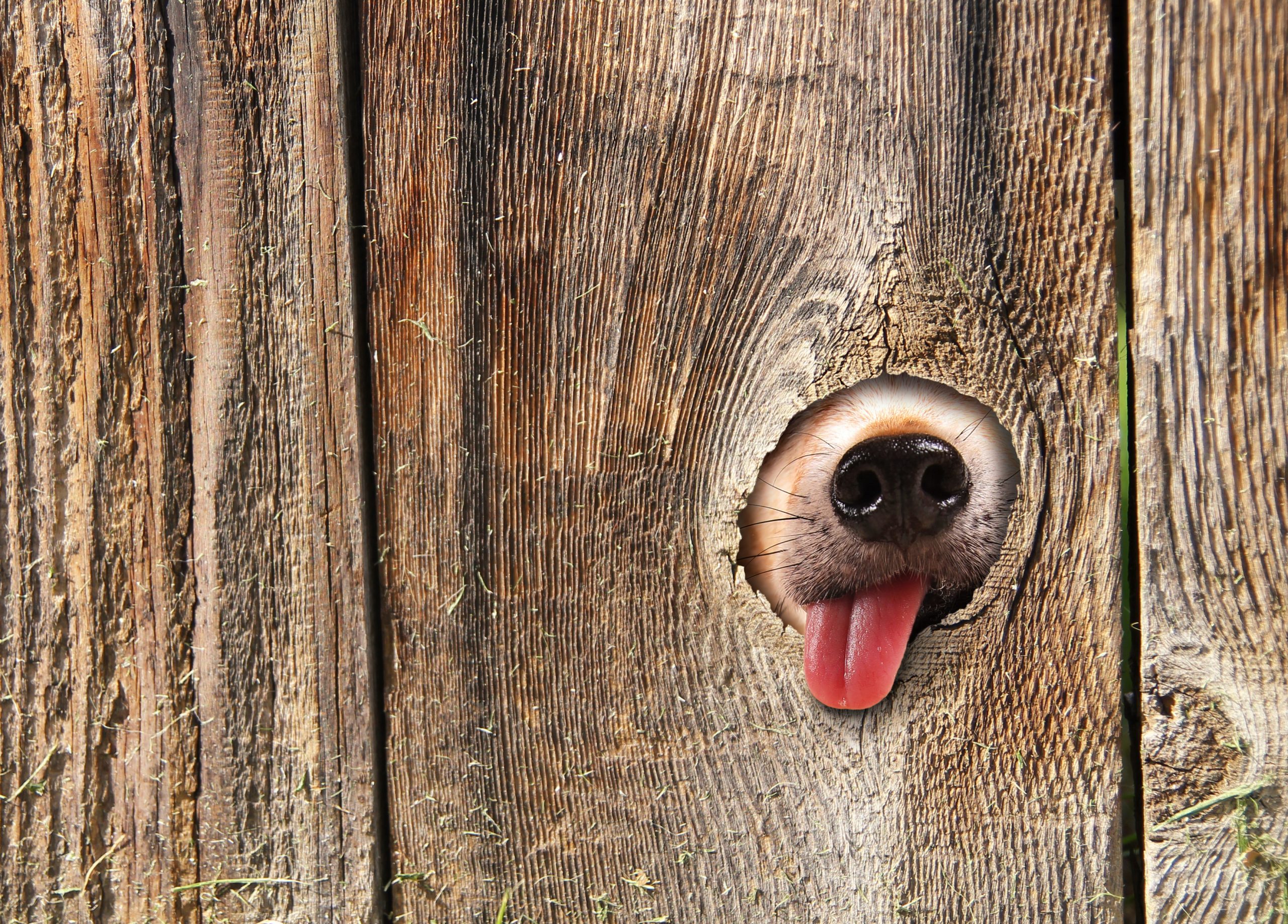 11 Best Invisible Dog Fences