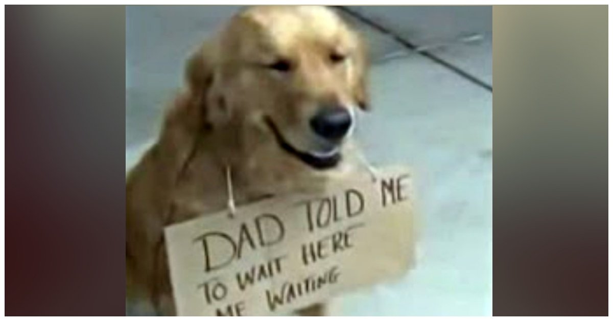 Dog Spotted Outside Store All Alone, With A Sign Around His Neck