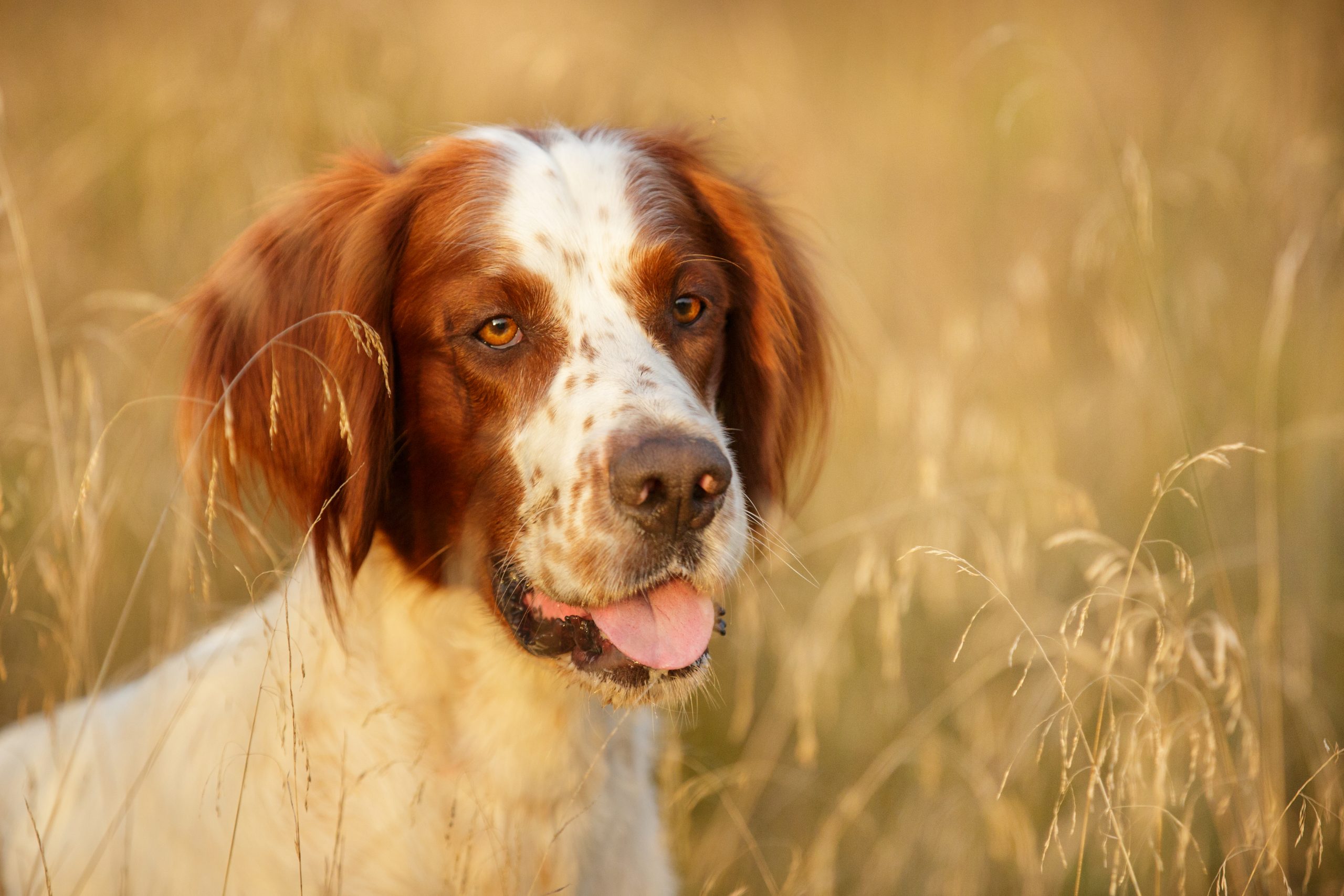 Male & Female Irish Setter Weights & Heights by Age