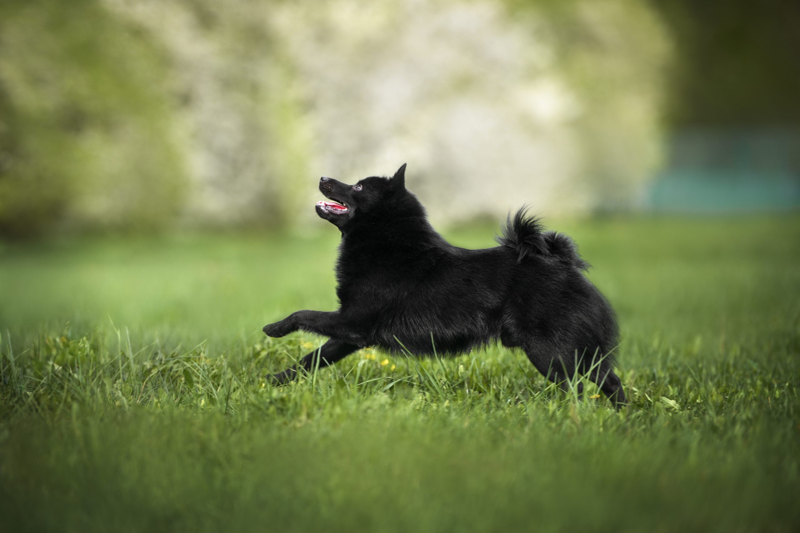 Schipperke,Dog,Running,Outdoors,On,Grass