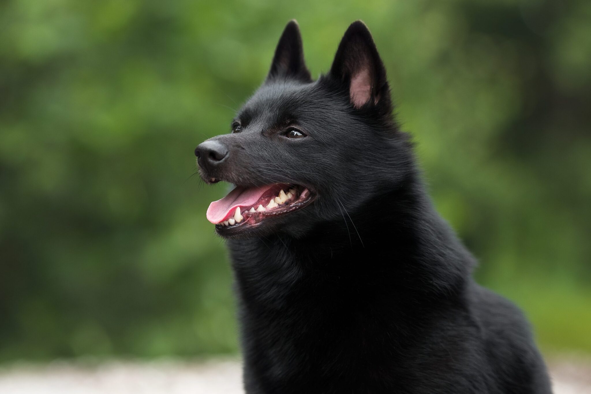 Cute,Schipperke,In,Beautiful,Landscapes