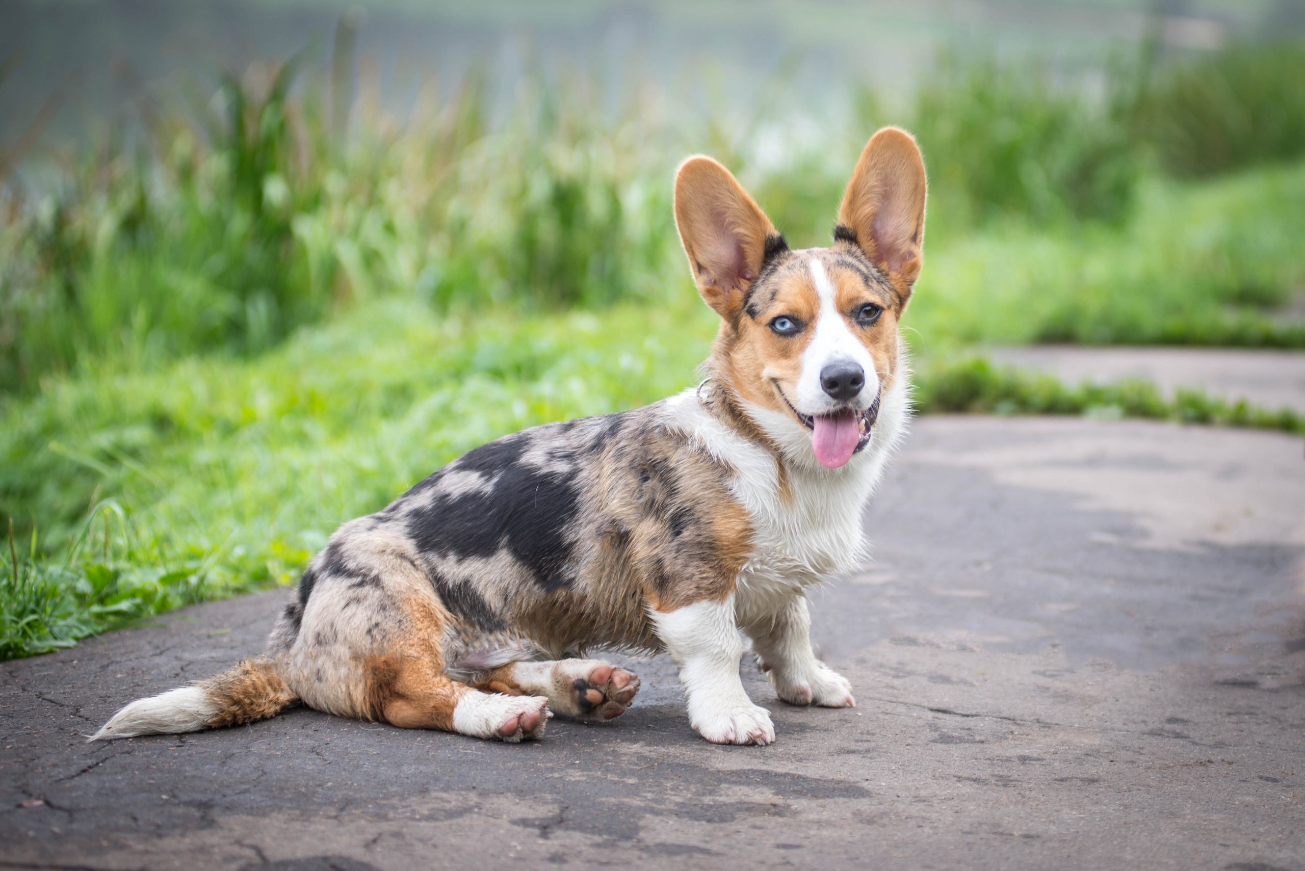 10 Dog Breeds With The Most Quirky Sleep Positions