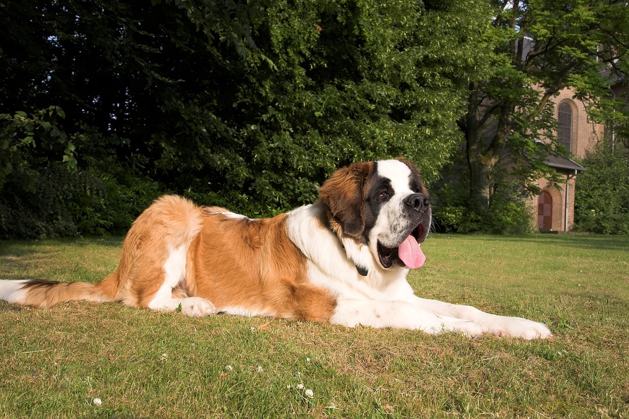 Which Dog Breed Is The Most Gentle? We Countdown The Top 15 Most Gentle Breeds