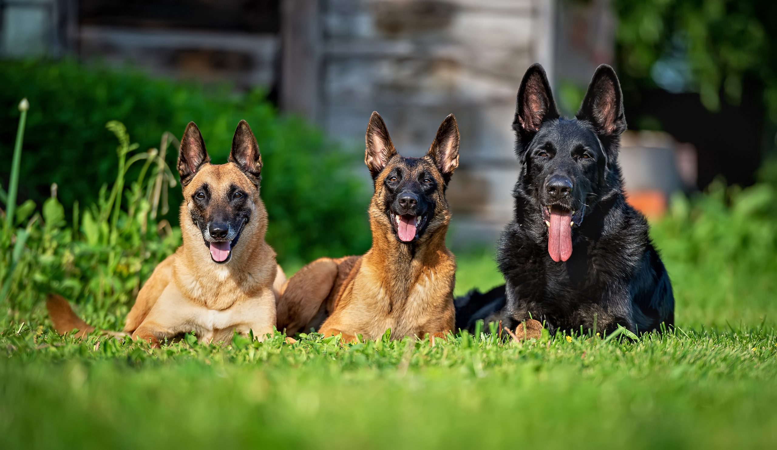 Two,Belgian,Shepherd,Malinois,And,One,German,Shepherd,On,The