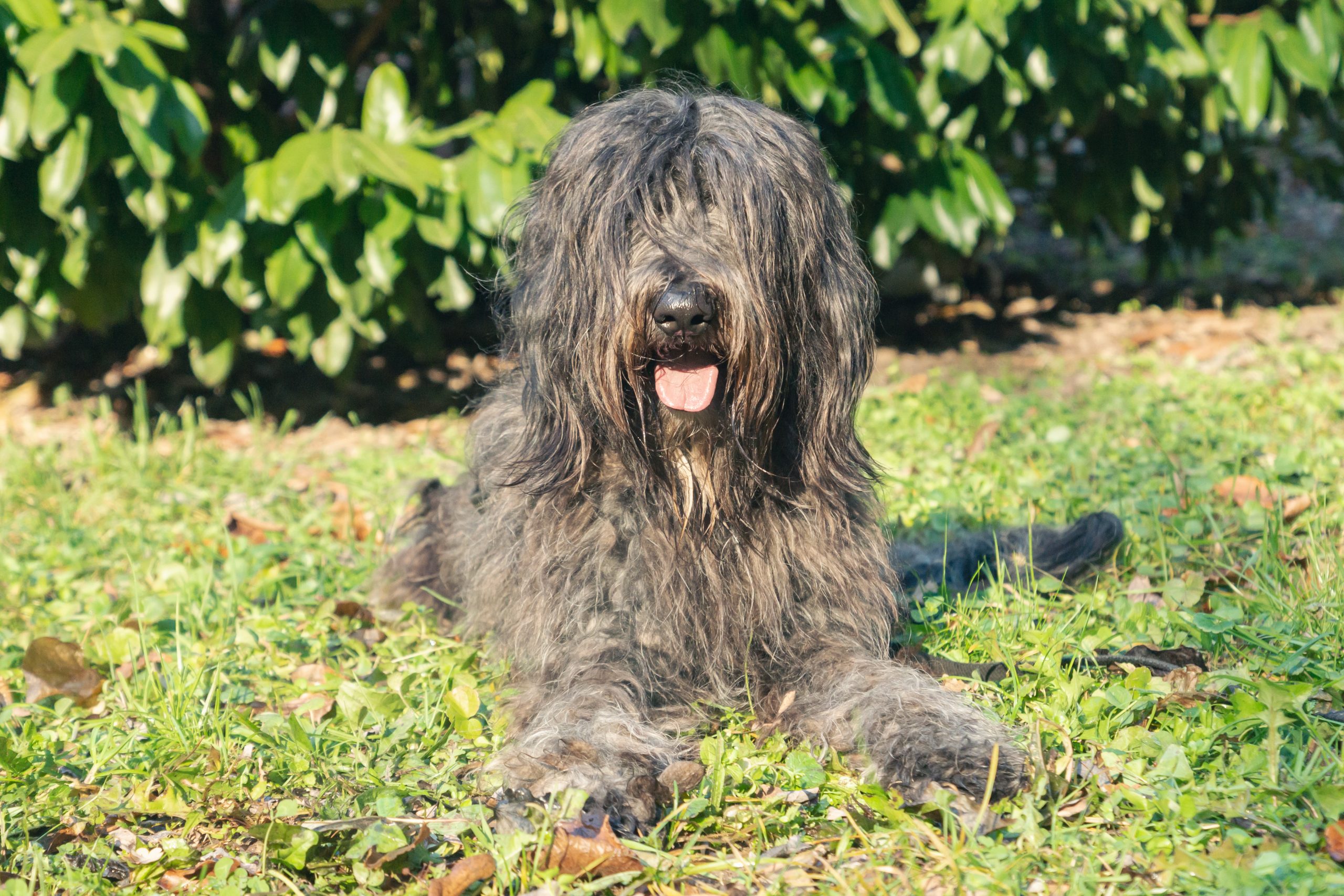 10 Dog Breeds With The Most Unusual Fur Textures