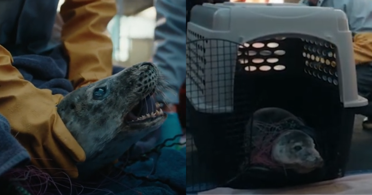 Young Seal Recovers Gracefully At Aquarium Following Harrowing Entanglement