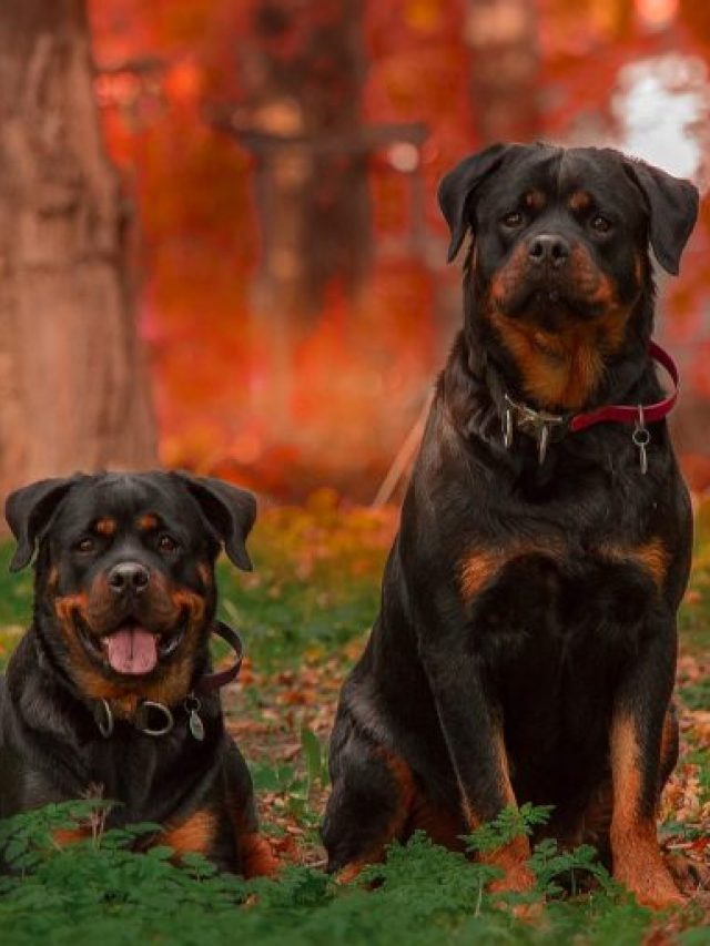 7 Dog Breeds That Are Natural Born Leaders in Dog Packs