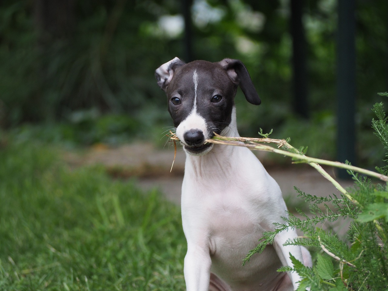 Cost of an Italian Greyhounds Puppy by US Region [2024]