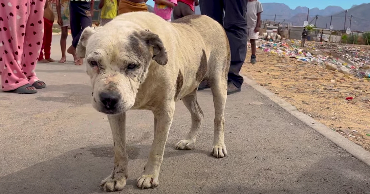 ‘They beat him with a shovel’ Senior Dog Left Injured and Traumatized