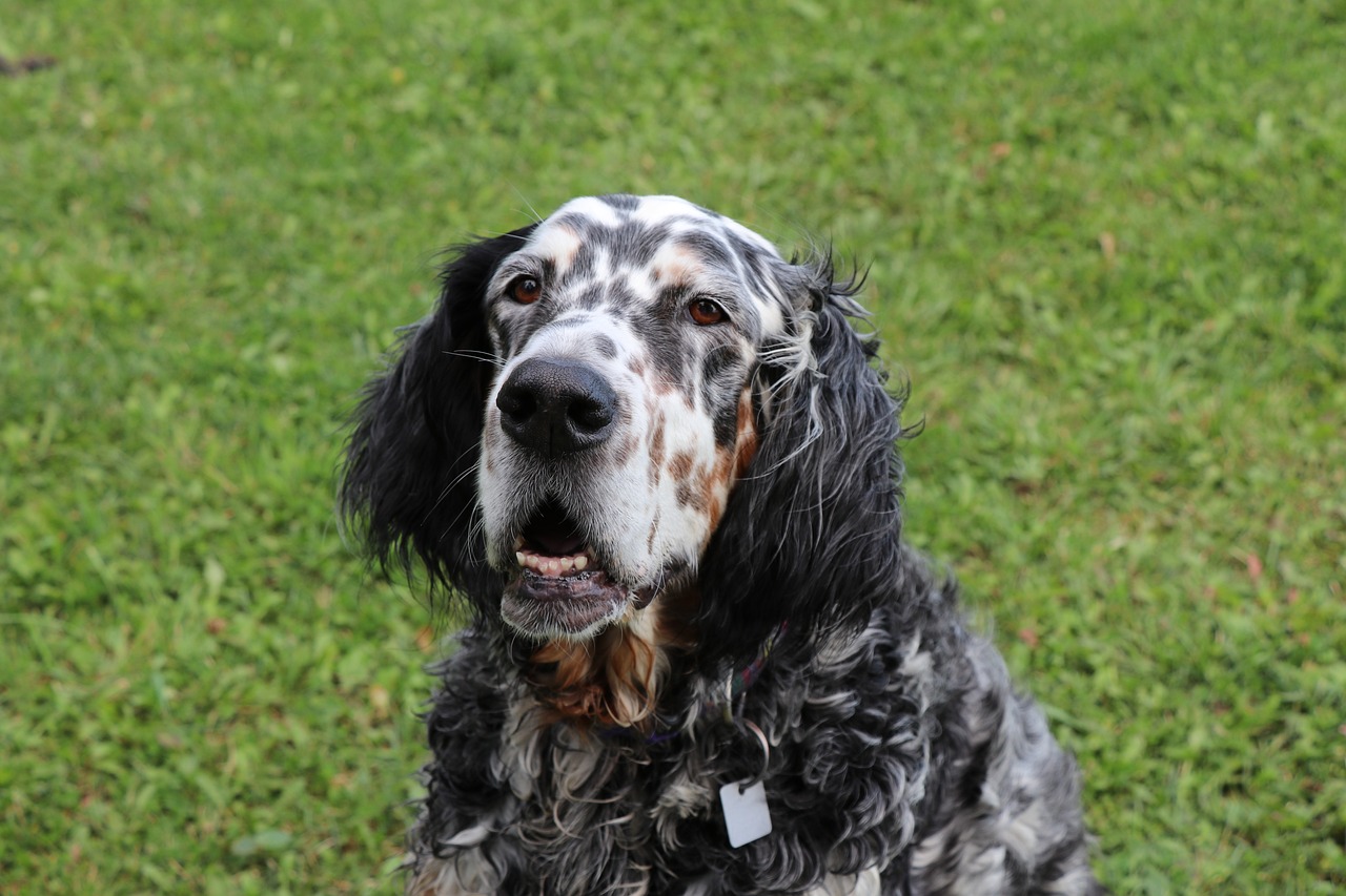 Cost of an English Setters Puppy by US Region [2024]
