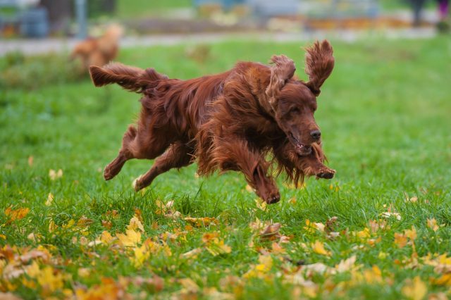 Irish,Setter