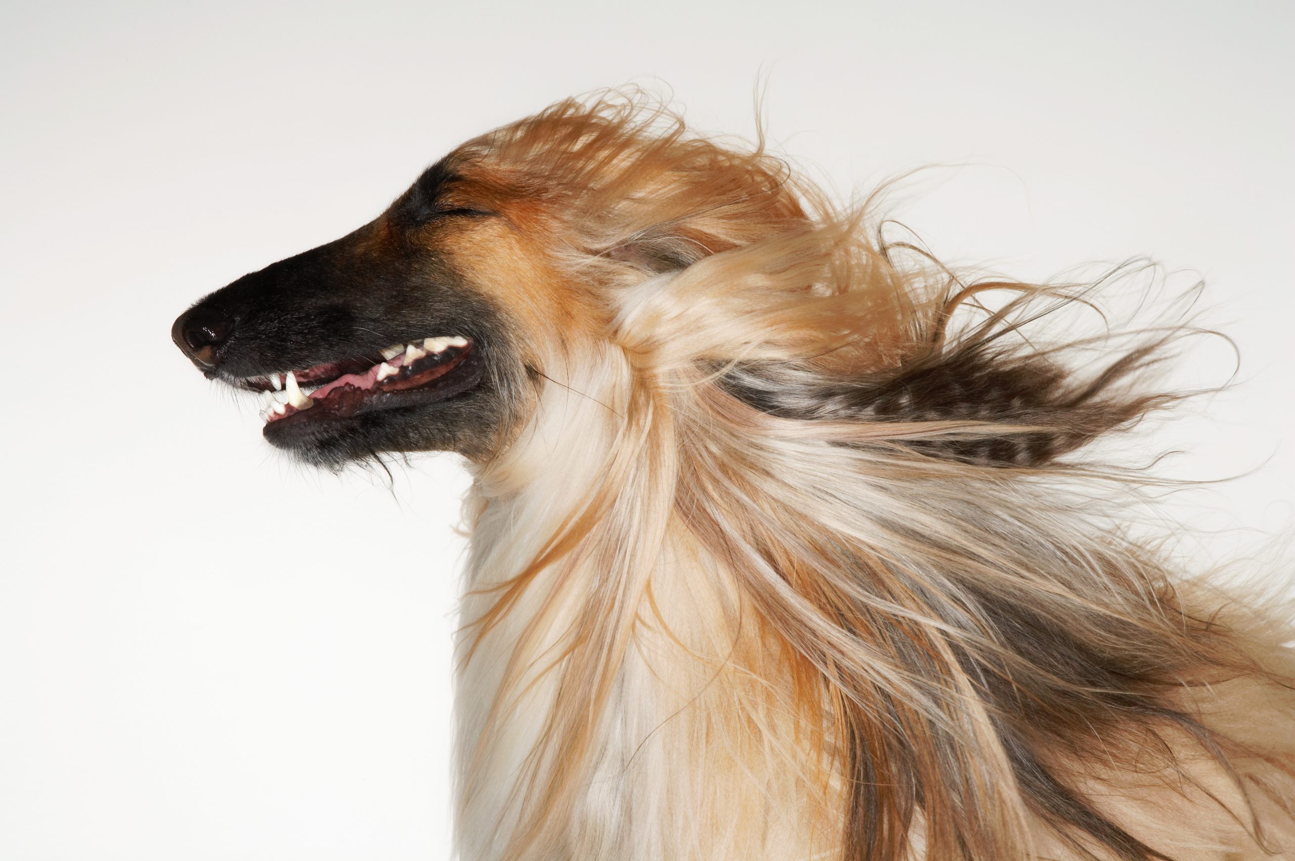 Afghan,Hound,Eyes,Closed,Windblown,Fur,Close-up,Profile