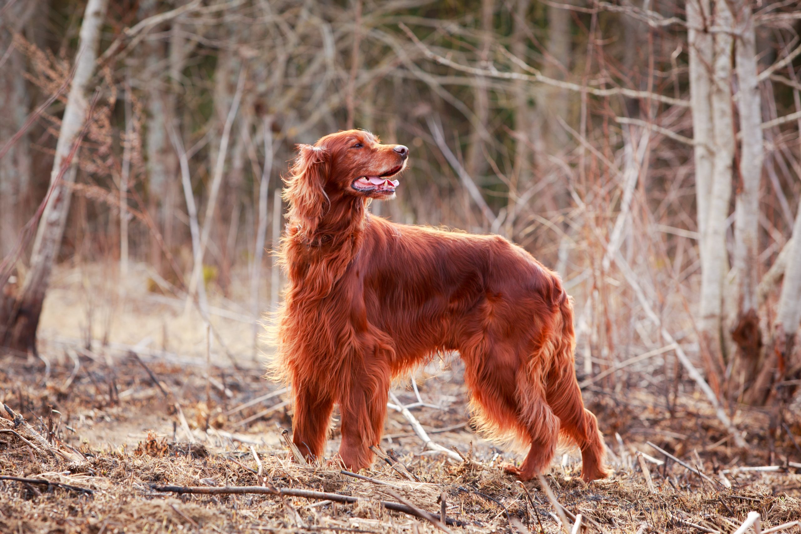 Red,Irish,Setter,Dog