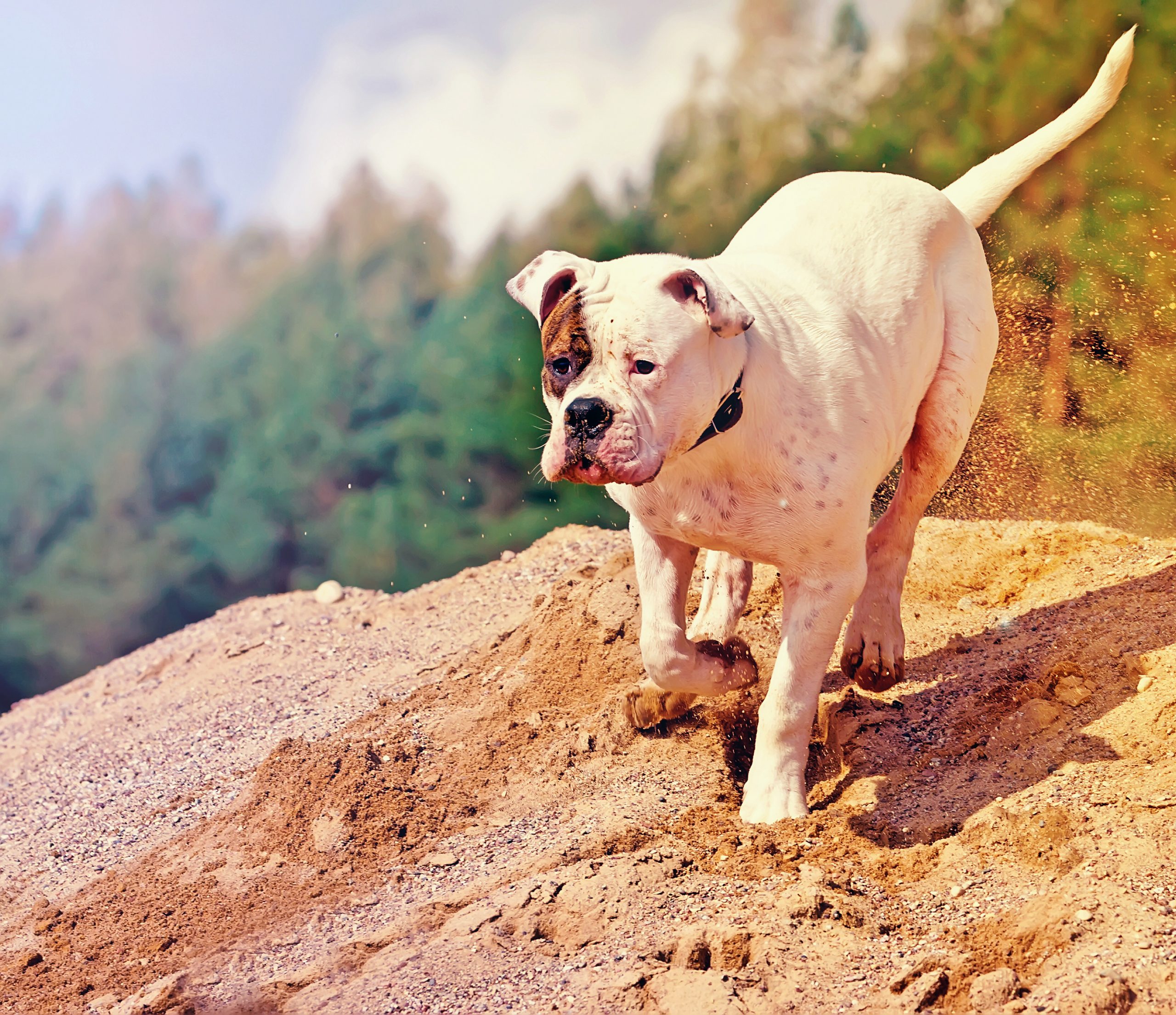 Dog,Running,On,Heap,Of,Sand