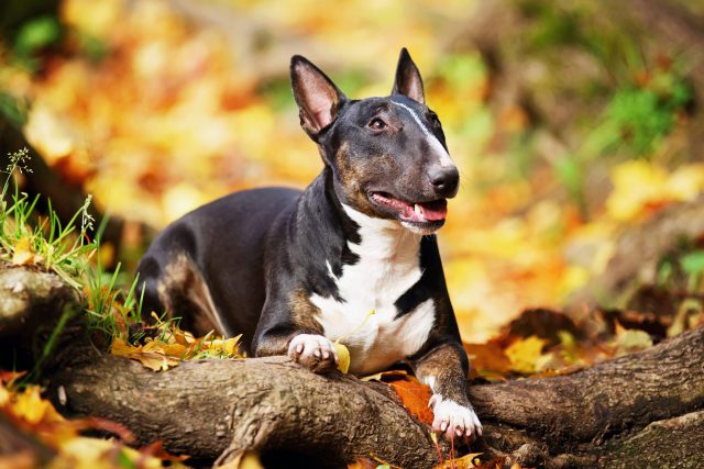 The 15 Best Temperament Dog Breeds For Children