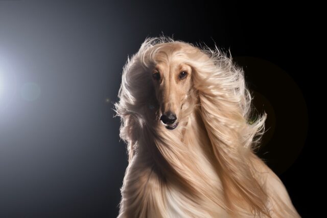 Afghan,Hound,In,Studio