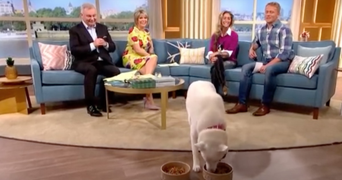 'Vegetarian Dog' Chooses Between Meat And Veggies On Live TV Show