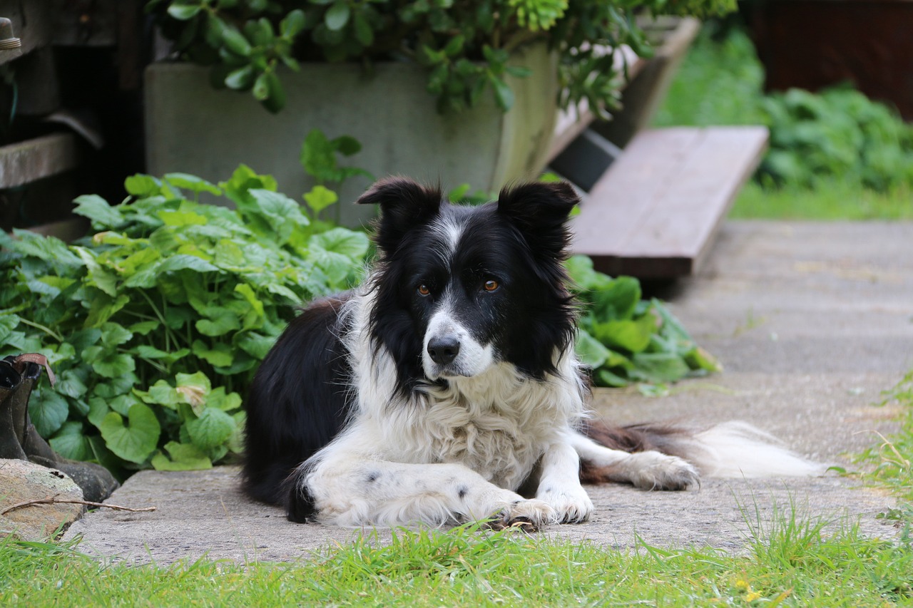 10 Dog Breeds That Excel In Dock Diving Competitions