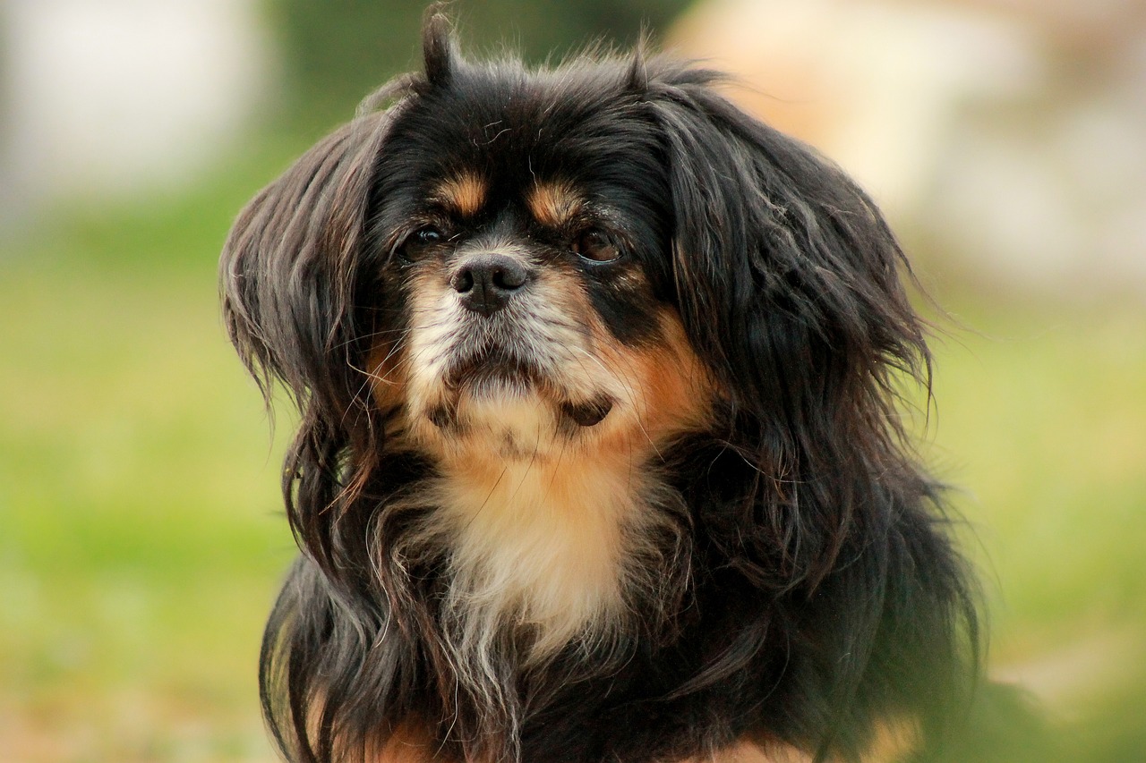 Which Dog Breed Is The Calmest? We Countdown The Top 15 Calmest Breeds