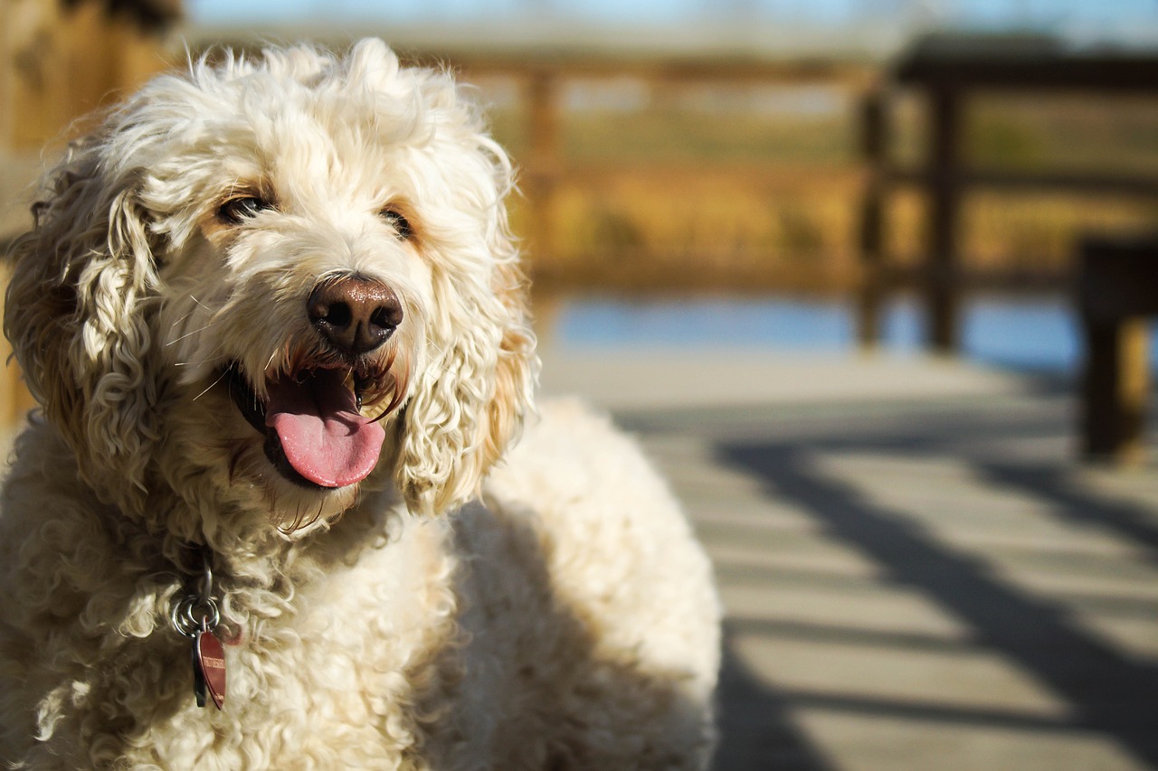 Which Dog Breed Is The Least Smelly? We Countdown The Top 15 Least Smelly Breeds