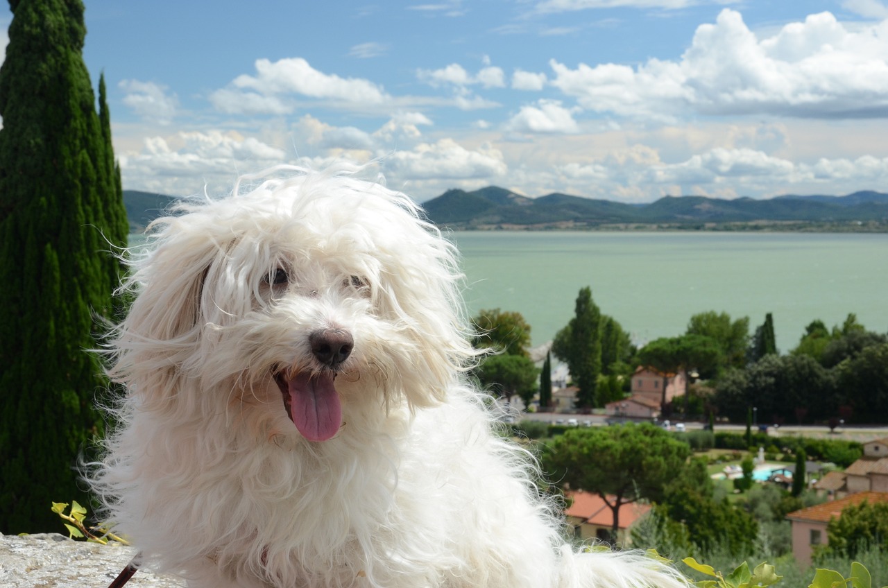 Which Dog Breed Is The Most Joyful? We Countdown The Top 15 Most Joyful Breeds