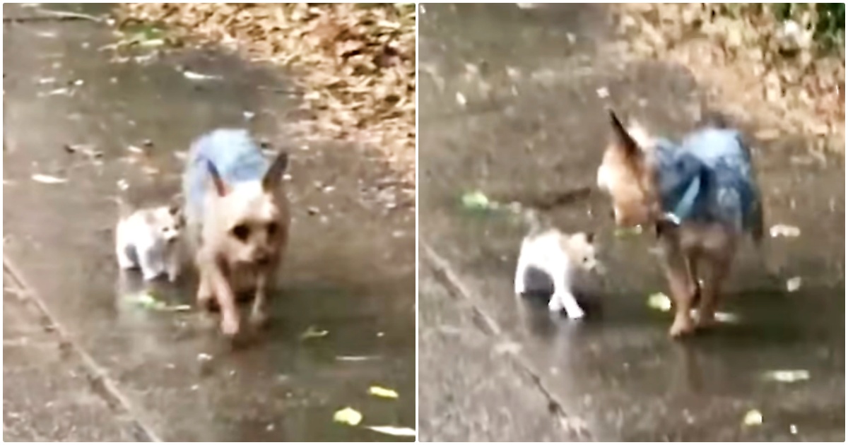 Stray Kitten Chooses Yorkie To Follow Home And He Encourages Her Every Step