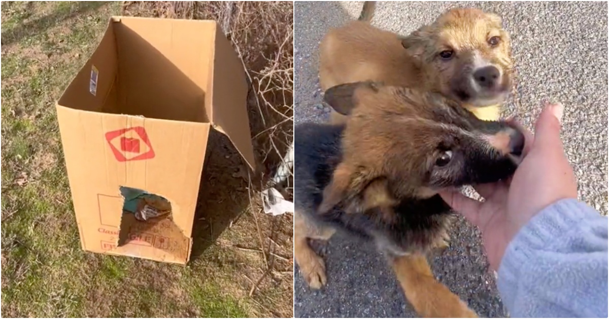 Woman On Bakery Run Pulls Over When She Sees Box With Puppies Inside