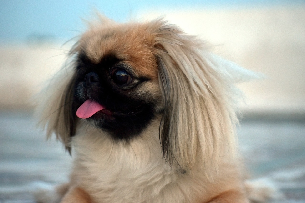 17 Super Chill Dog Breeds That Seniors Will Love