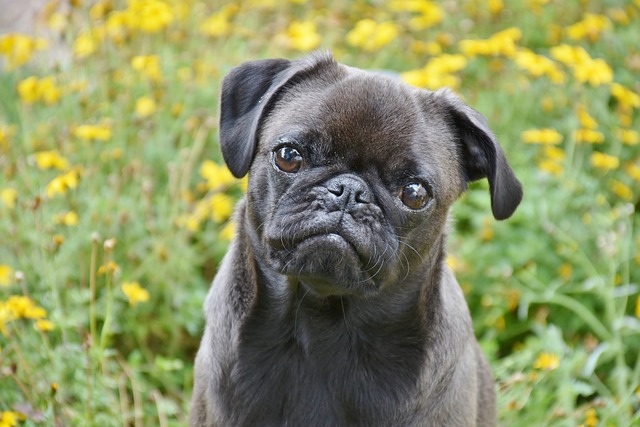 Which Dog Breed Is The Most Low Maintenance? We Countdown The Top 15 Most Low Maintenance Breeds