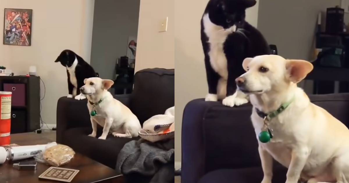 Cat 'Deliberates' His Attack Before Making His Final Decision