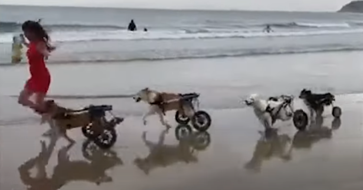 Disabled Dogs Experience the Beach for the First Time and Discover the Joy of Freedom