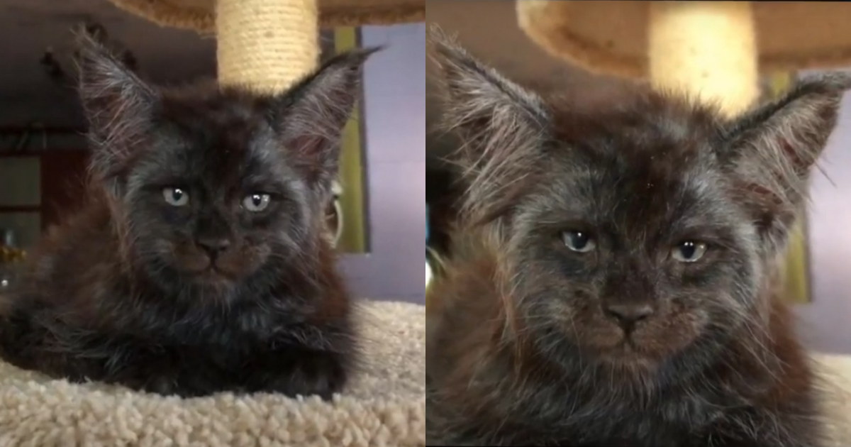 Meet the Cat with a Strikingly Human-Like Face That's Taking the Internet by Storm