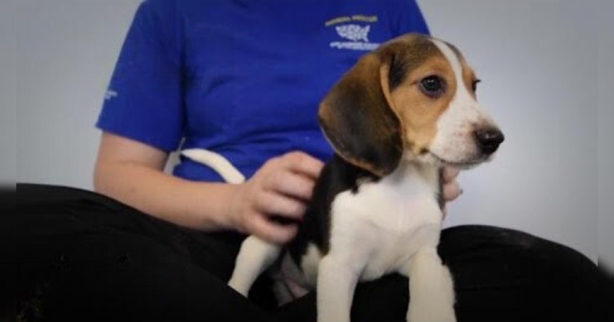 Animal Breeding Company Hit with $35M Fine for Surrendering 4,000 Beagles Used in Medical Research