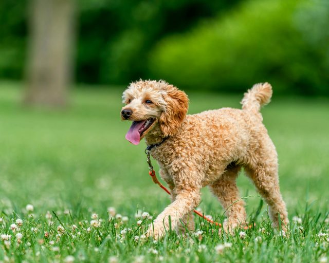 Top 10 Dog Breeds That Shed The Least