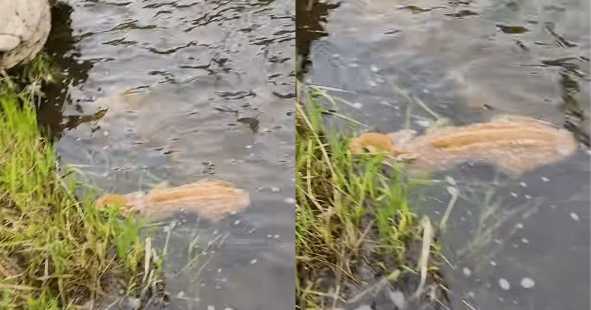 'Compassionate' Trapper Saves Deer Fawn from Drowning in Dramatic Rescue