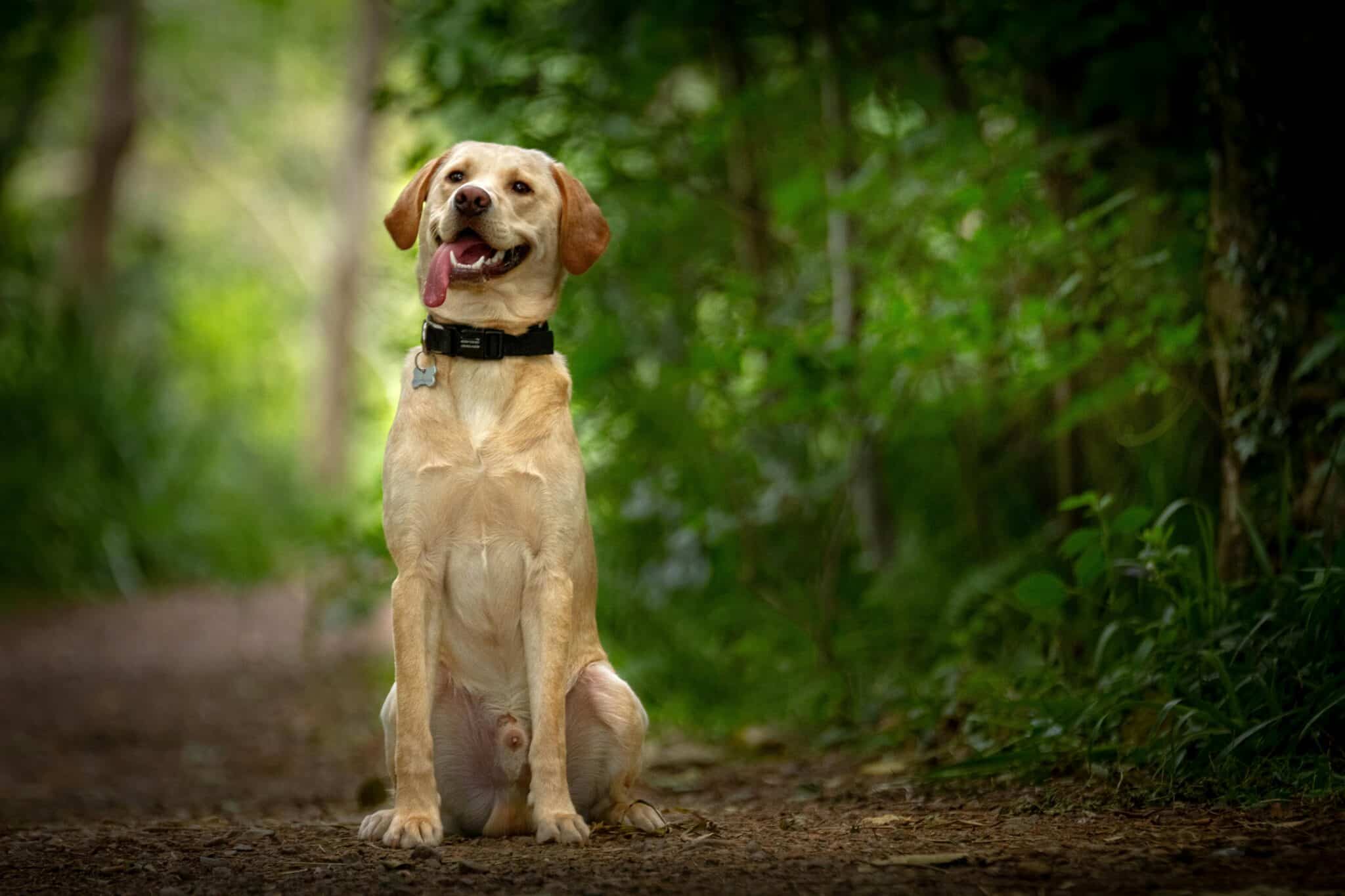 When Does a Labrador Retriever Reach Old Age?