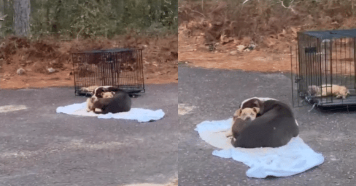 Desperately Cradling Her Puppy in the Street, Abandoned Mama Dog is Overjoyed to See Her Rescuers