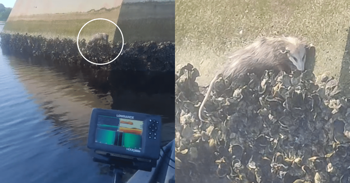 Kayaker Spots Furry Creature Clinging On for Dear Life to Piling