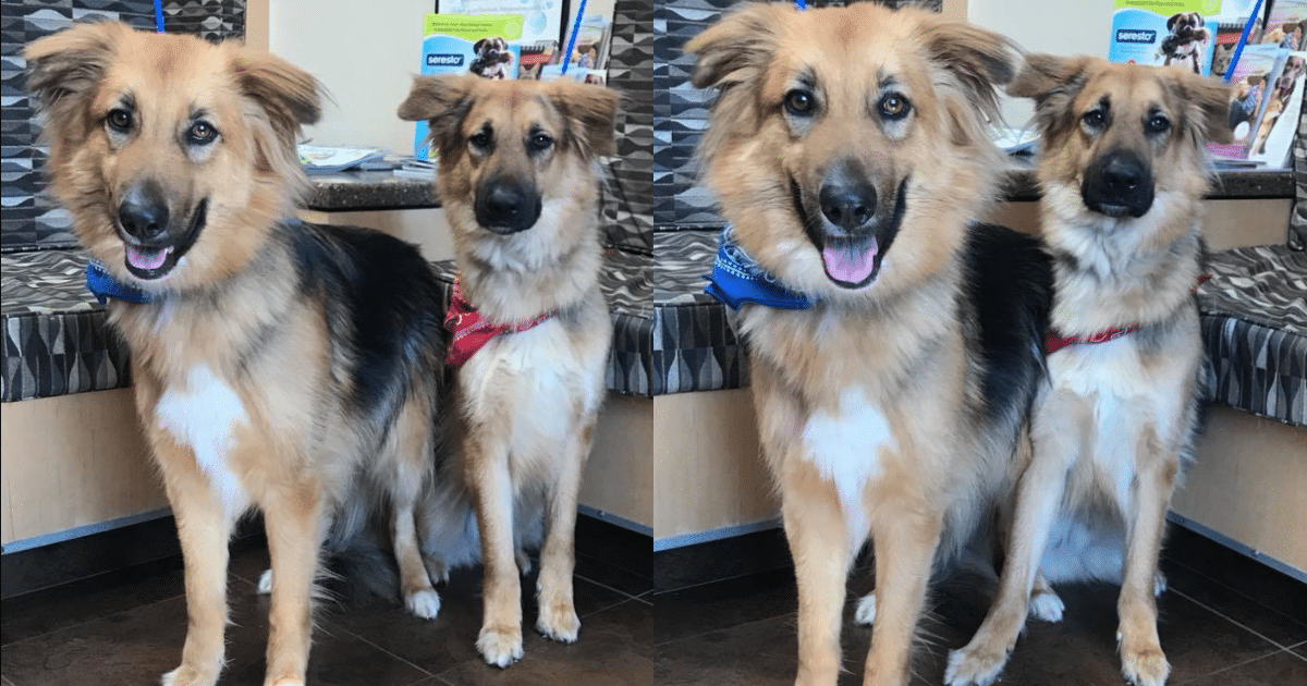 German Shepherd Duo with Unbreakable Bond Waits for a Forever Home