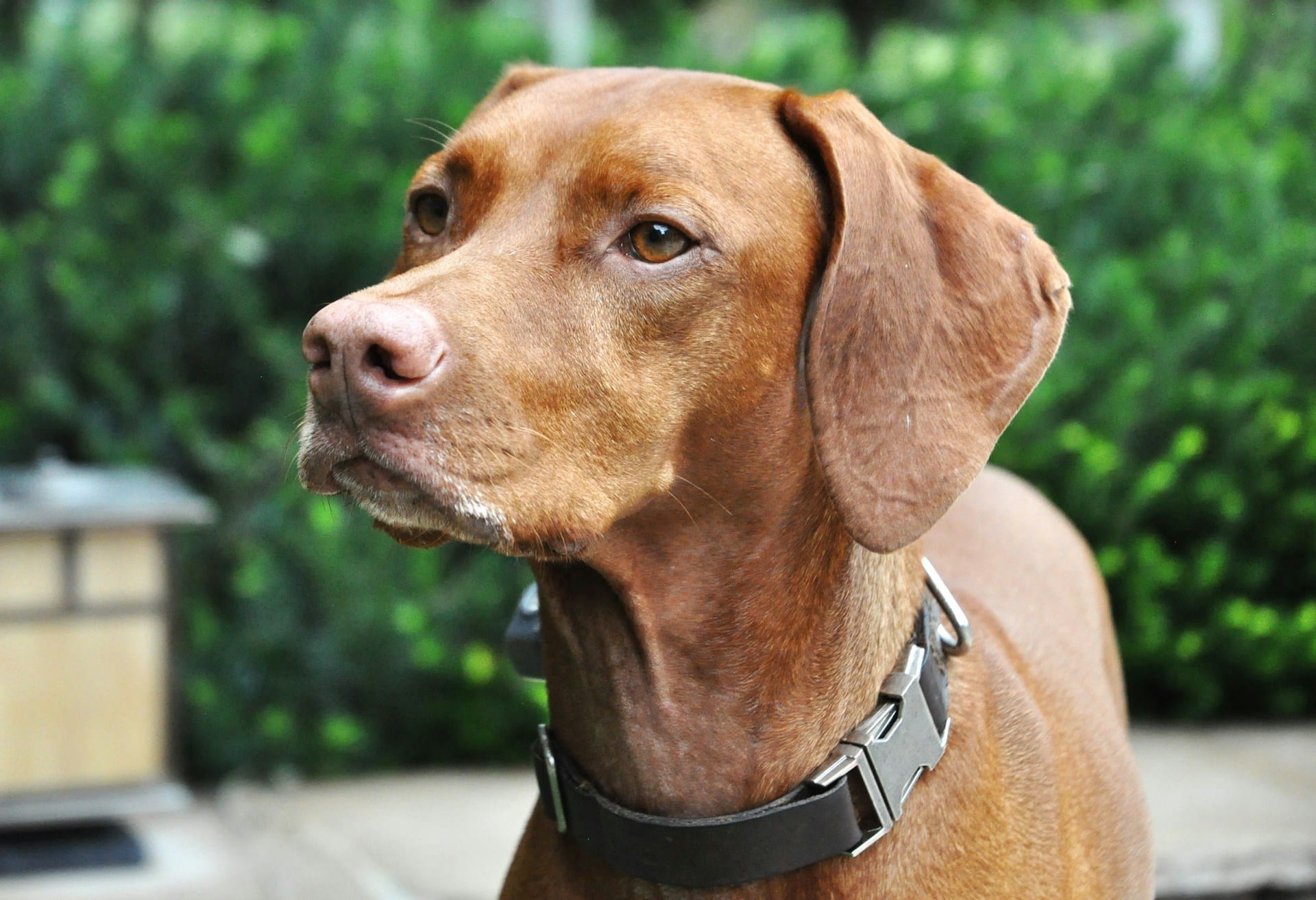 8 Best Dog Foods for Vizslas with NO Fillers