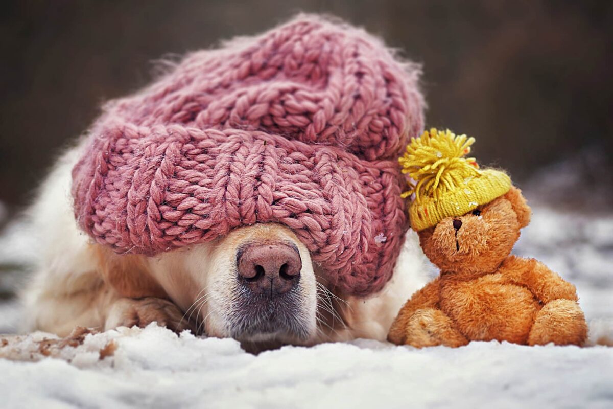 5 Ways to Help Your Senior Dog This Winter