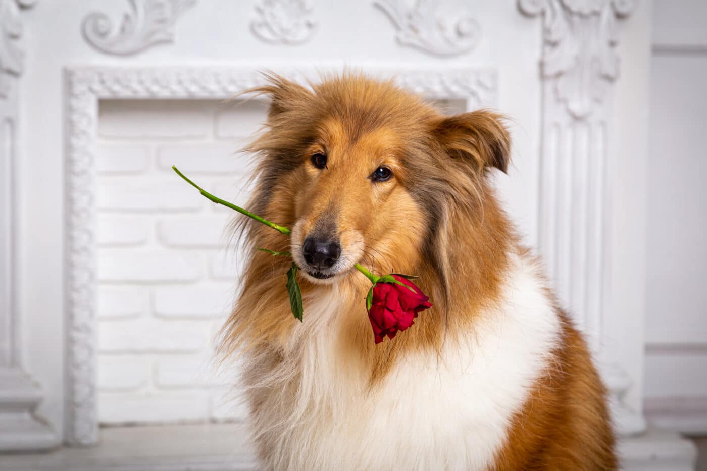 11 Dog Breeds Known for Their Unwavering Loyalty to One Owner