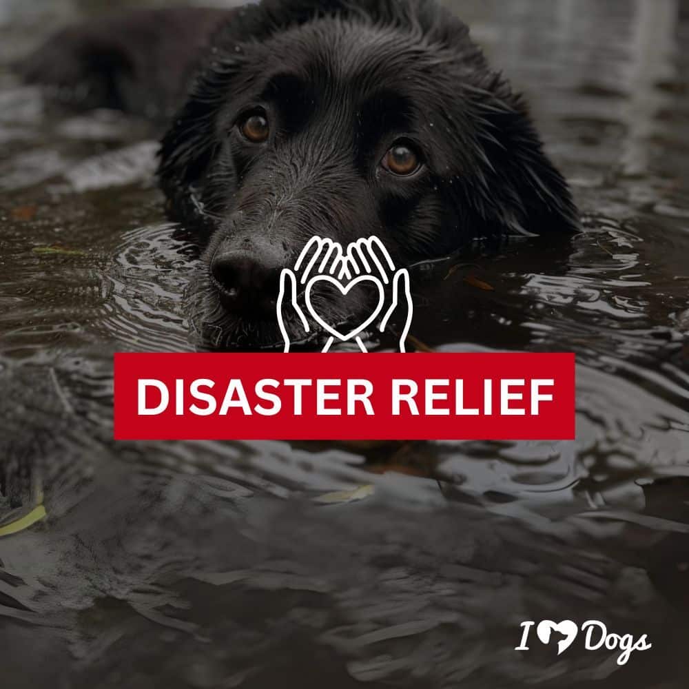 Disaster Relief for Dogs in Crisis