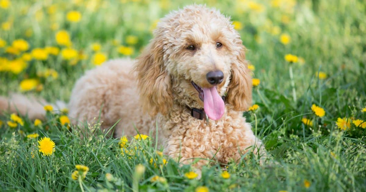 The 10 Easiest Puppy Breeds to Train