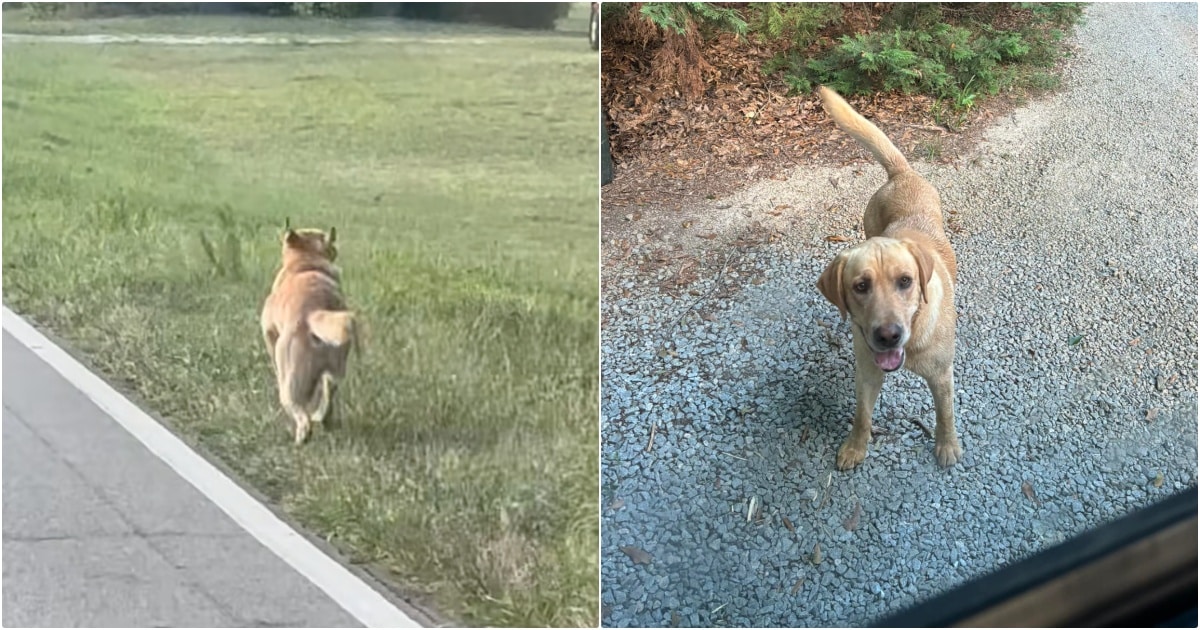 Stray Pup Chased Down Doggy Daycare Bus To Find A Home